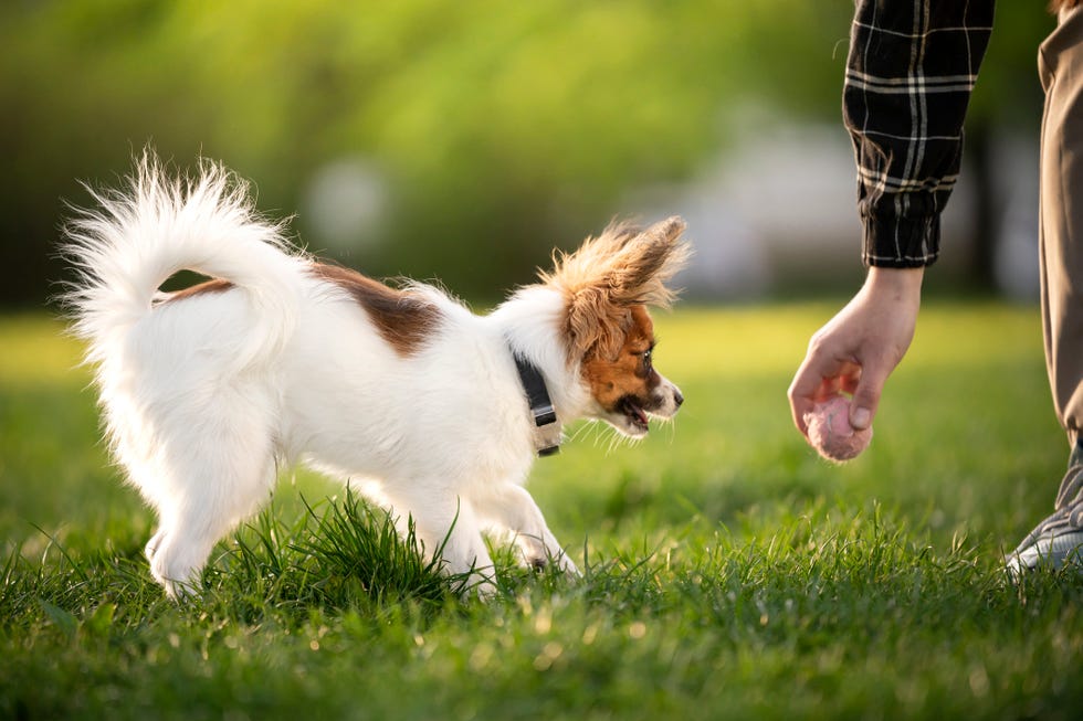 a panting papillon dog with white hair and brown markings seen in profile in a yard waits for a man who is bending to pick up a ball