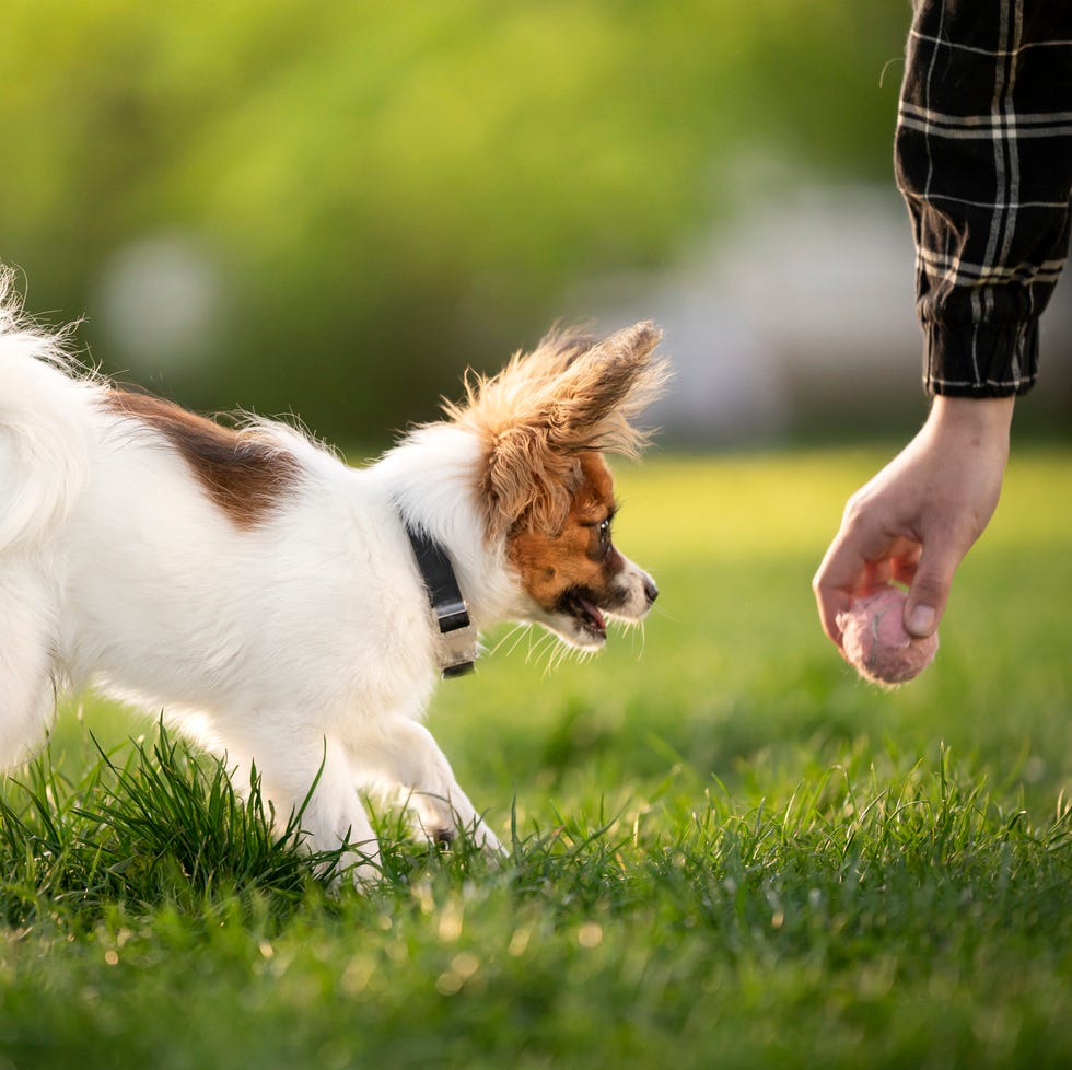 a panting papillon dog with white hair and brown markings seen in profile in a yard waits for a man who is bending to pick up a ball a panting papillon dog with white hair and brown markings seen in profile in a yard waits for a man who is bending to pick up a ball