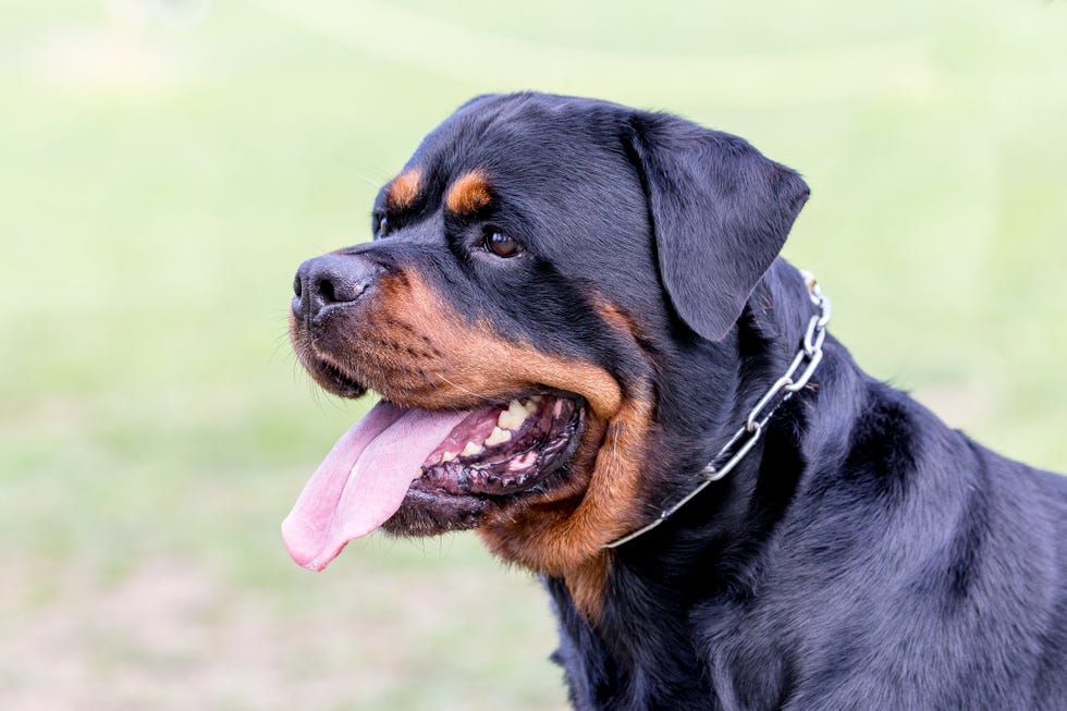 close up profile of a brown and black panting rottweiler dog with a chain collar in a green yard