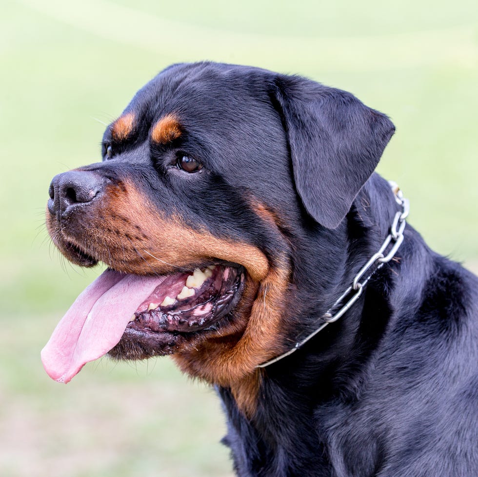 close up profile of a brown and black panting Rottweiler dog with a chain collar in a green yard close up profile of a brown and black panting rottweiler dog with a chain collar in a green yard
