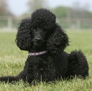 easiest dogs to trainpoodle