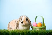 how to track the easter bunny