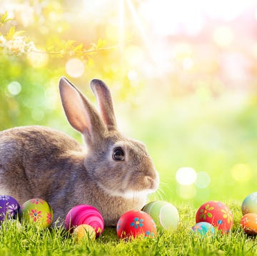 cute brown bunny in meadow with colorful easter eggs