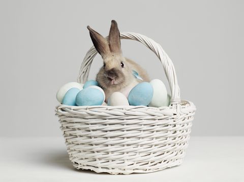 rabbit amongst coloured eggs in basket, studio shot