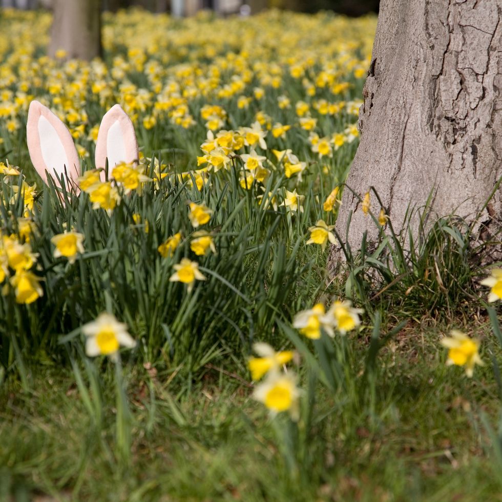 easter bunny hiding behind daffodils