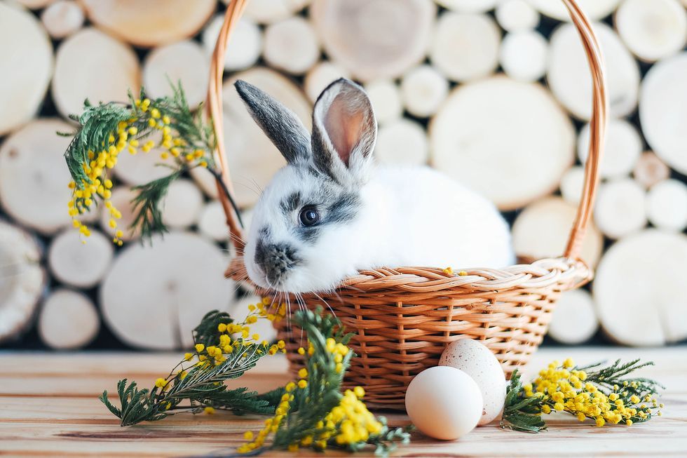 white and black bunny in an easter basket with yellow flowering mimosa sprigs