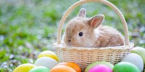 easter bunny origins