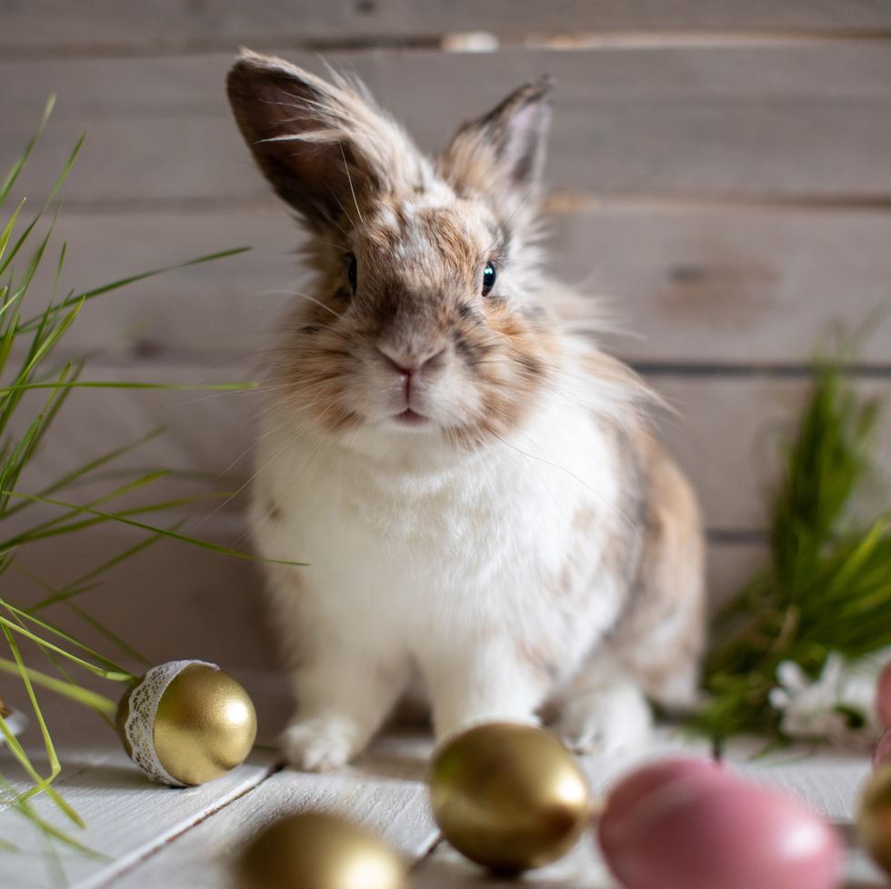 brown and white fluffy bunny surrounded by grass and colored eggs