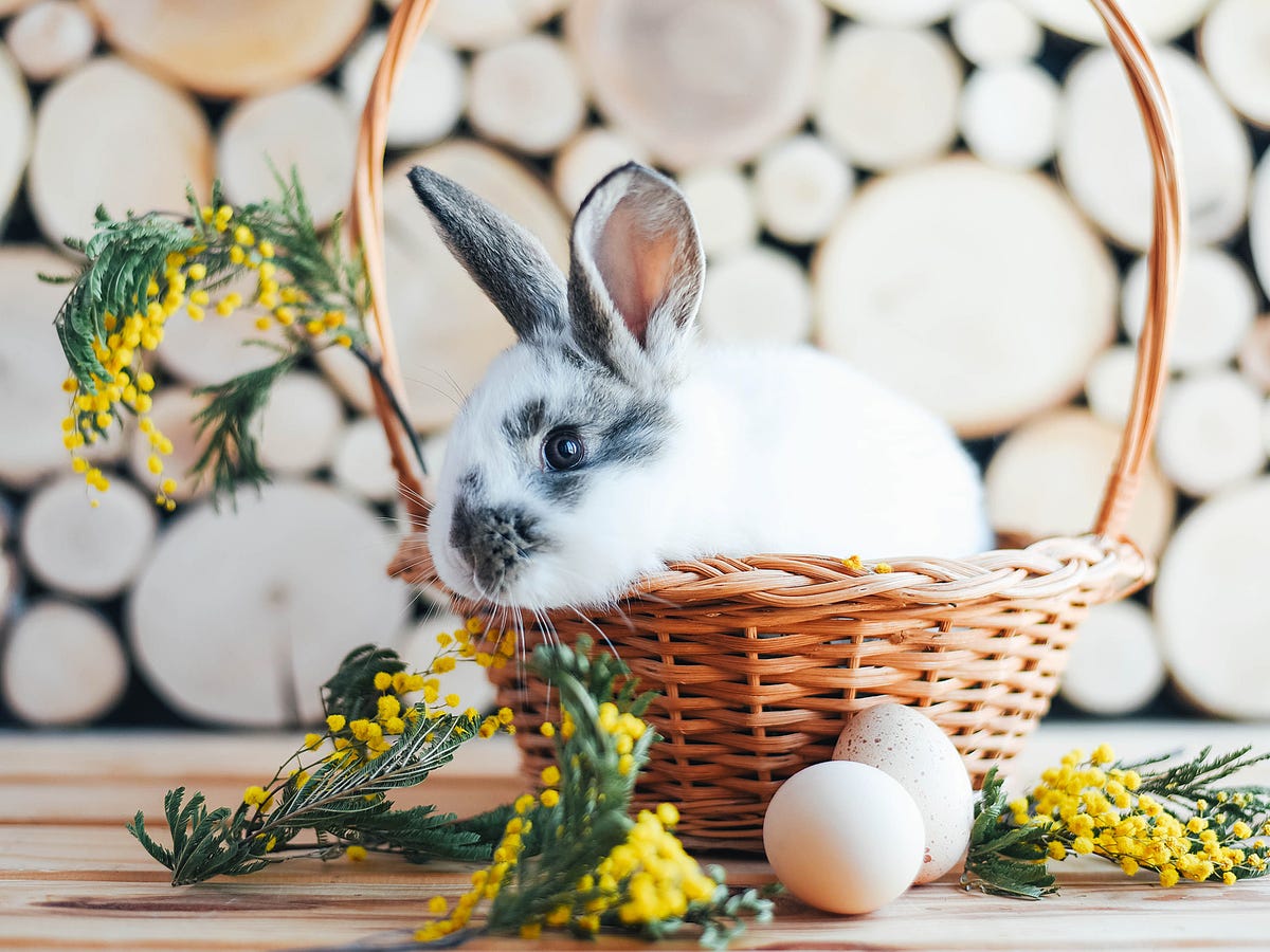 Easter Bunny Origins - The Fascinating History of the Easter Bunny