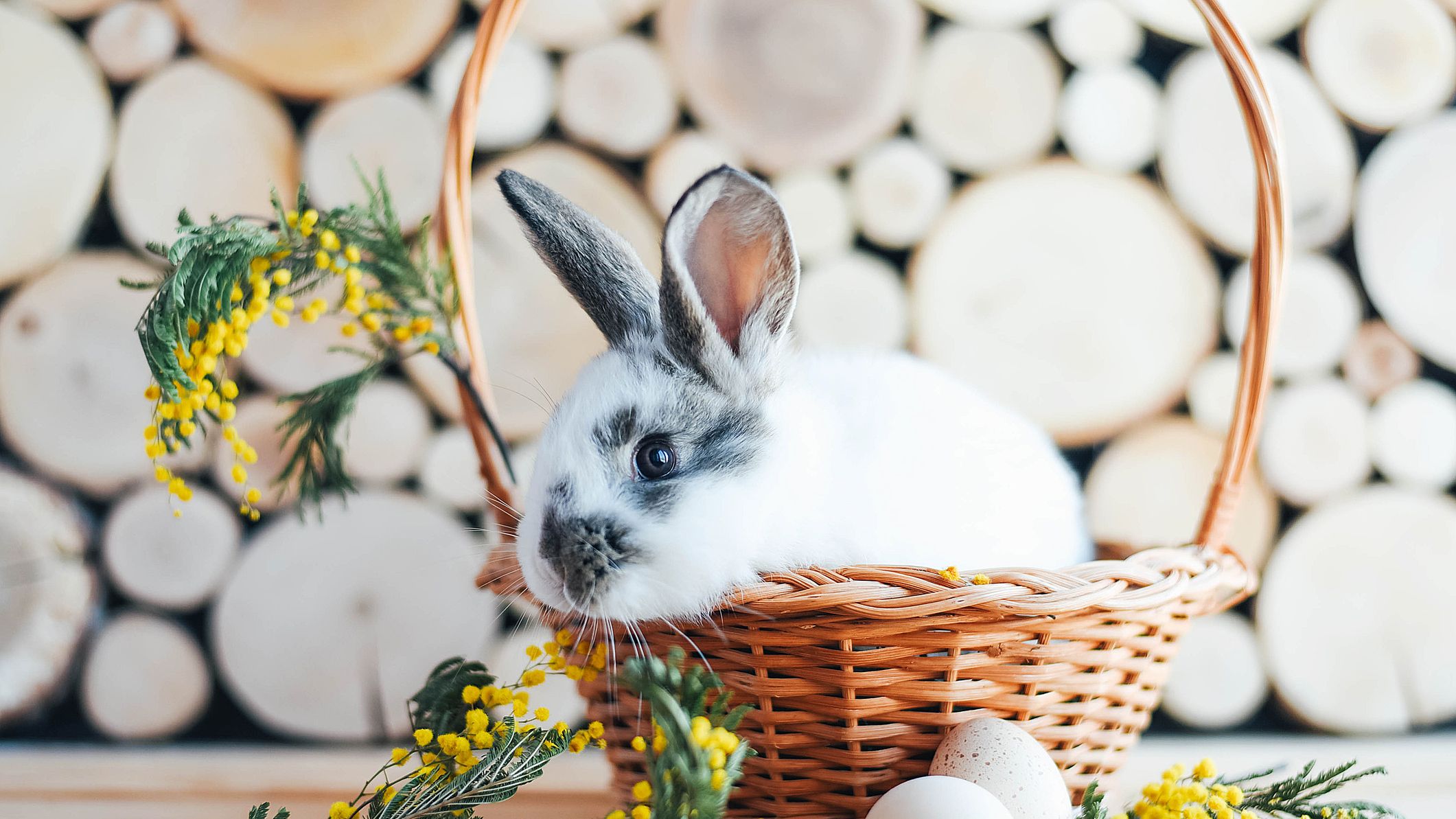 easter bunny with eggs wallpaper