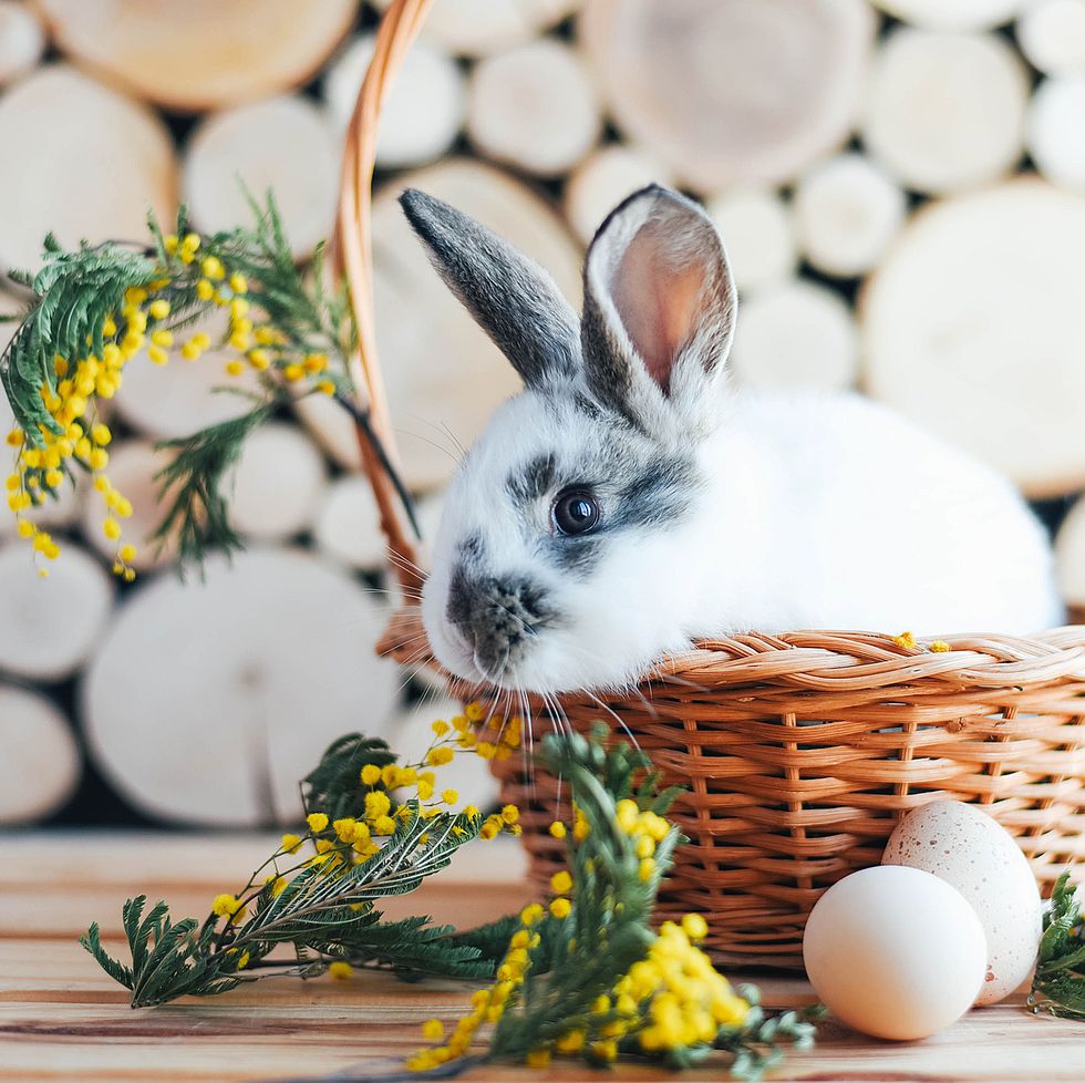 rabbit in a basket with mimosa sprigs easter composition