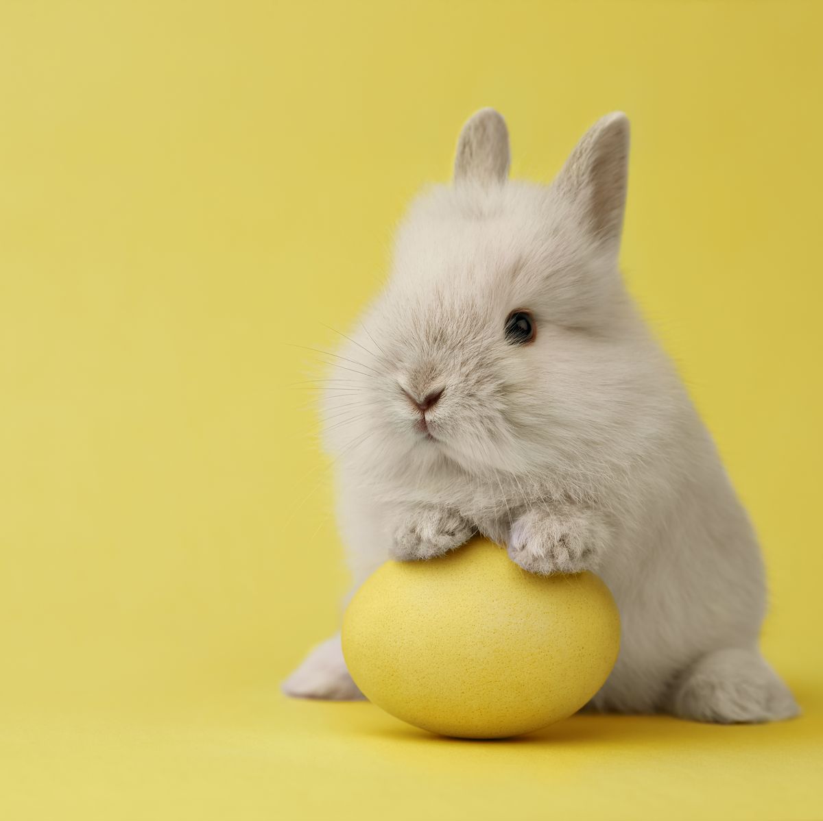 https://hips.hearstapps.com/hmg-prod/images/easter-bunny-with-egg-on-yellow-background-royalty-free-image-1614715381.?crop=0.668xw:1.00xh;0.244xw,0&resize=1200:*