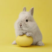 easter bunny with egg on yellow background