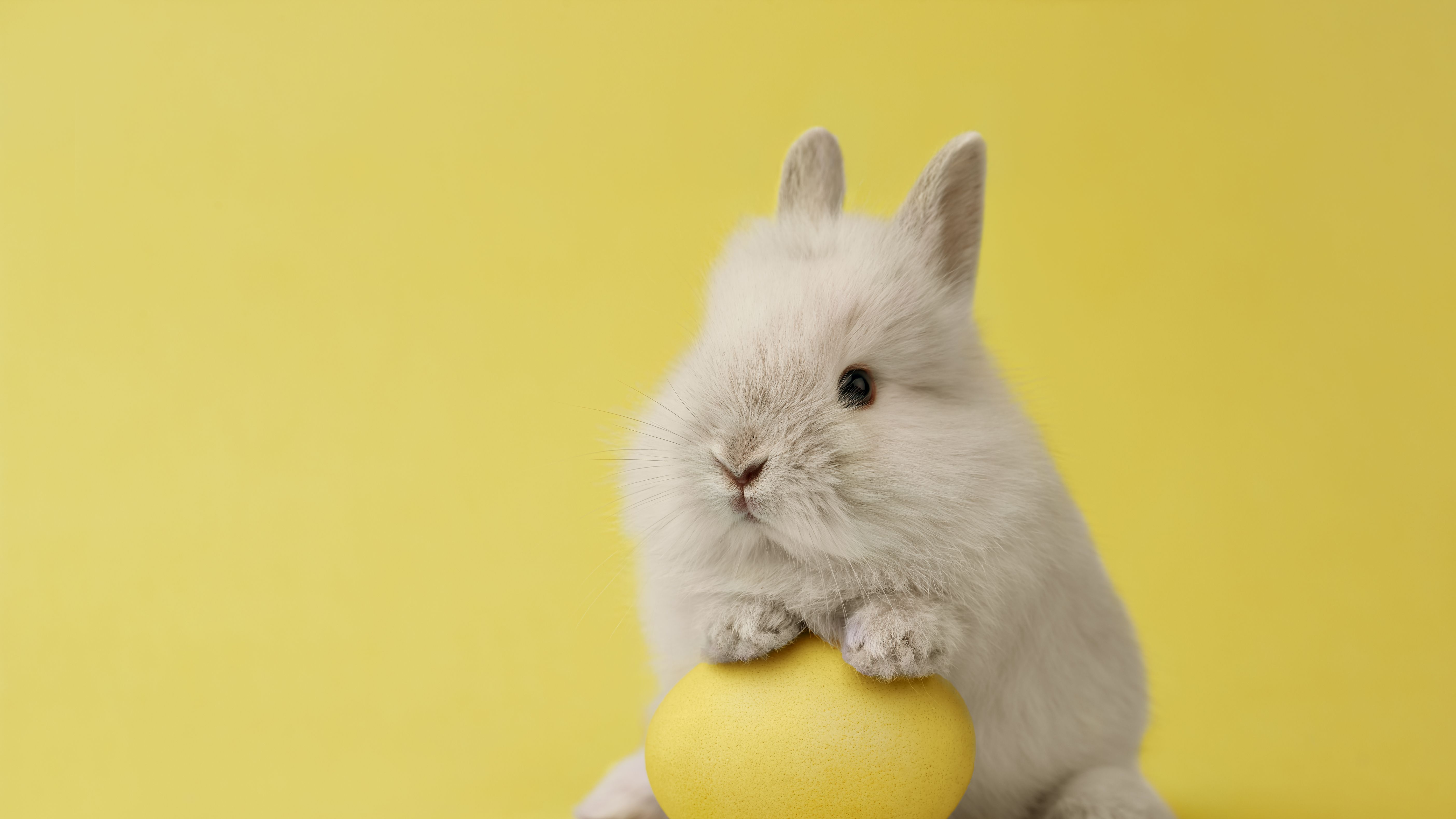 Easter Bunny Pictures