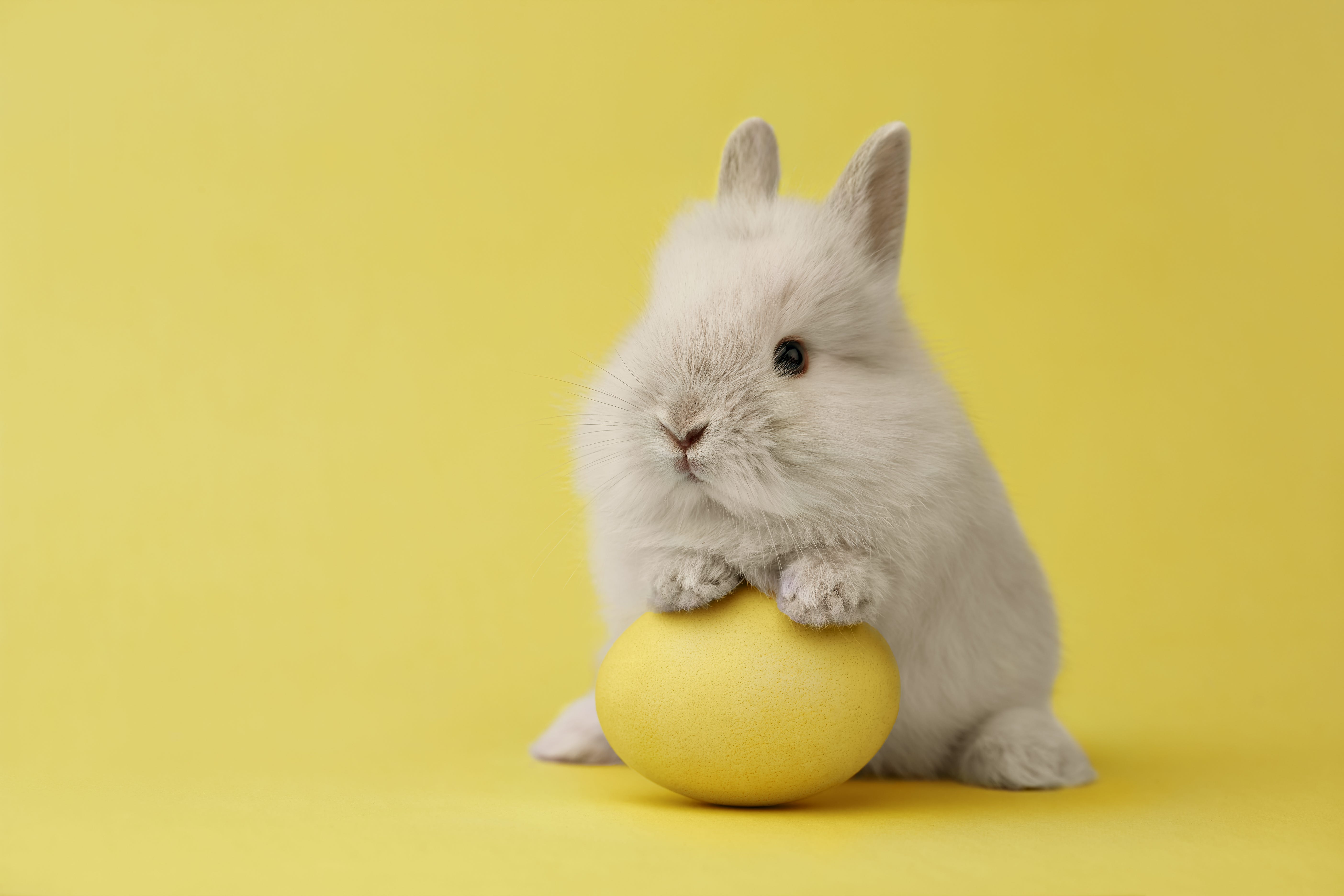 Easter bunny exercise Stock Photos, Royalty Free Easter bunny