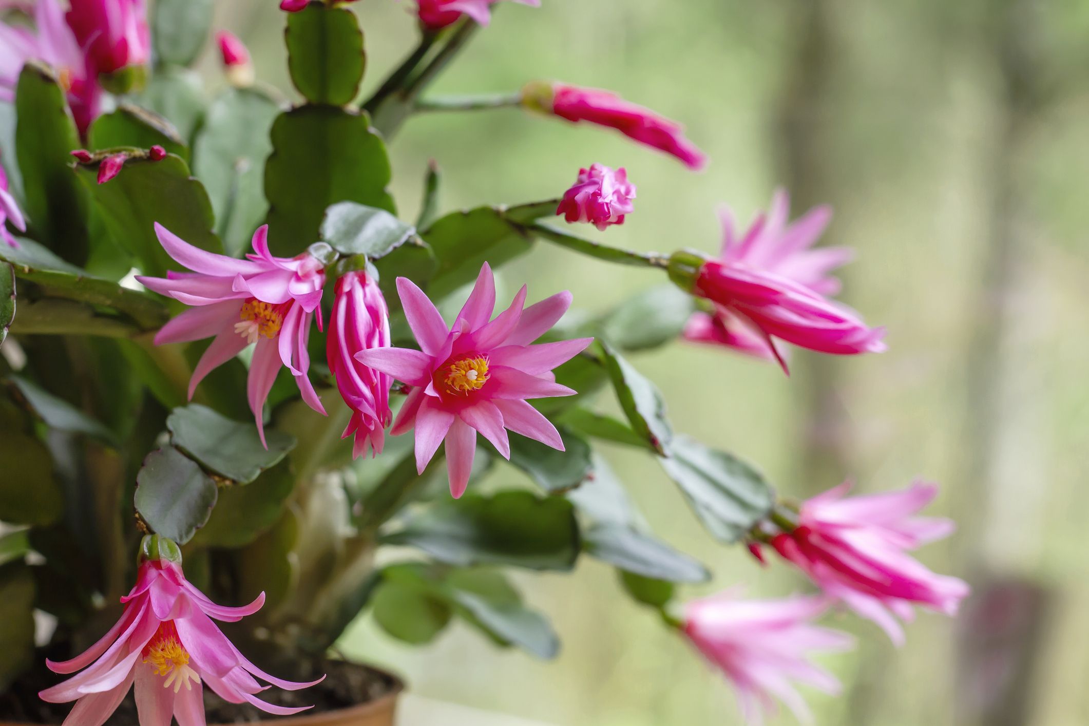 How To Care For An Easter Cactus So It Blooms All Spring