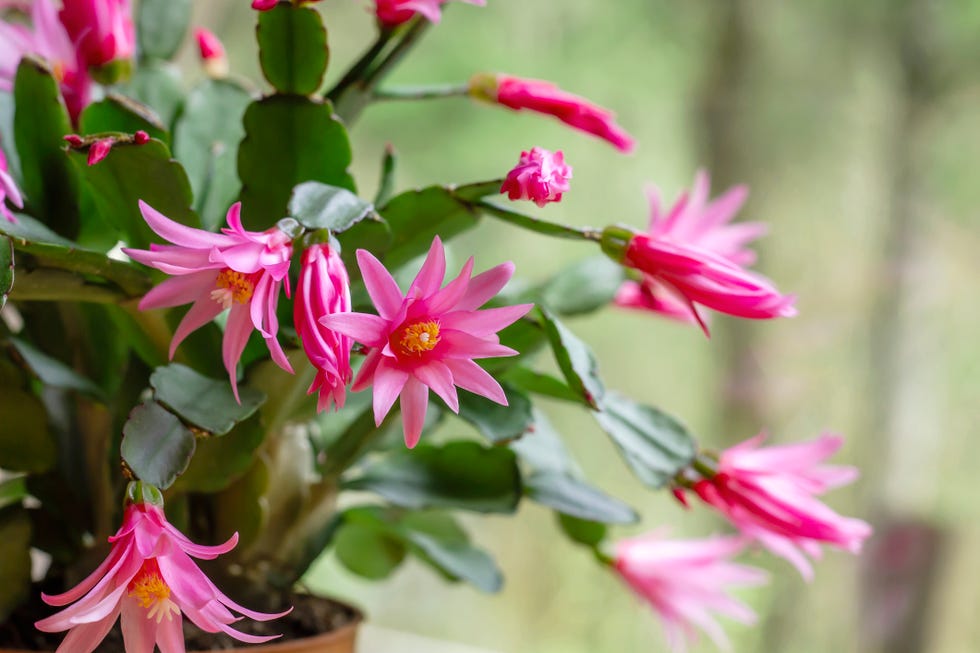 Easter cactus flowers bloom