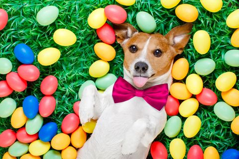 dog laying in plastic easter eggs