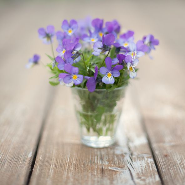 still life of a bouquet of purple pansies flowers in a glass vase on wood background