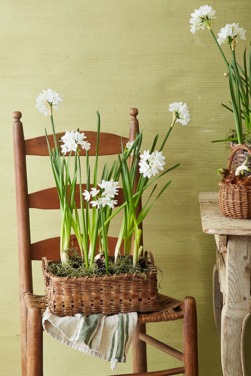 blooming paperwhite bulbs planted in baskets as easter decorations
