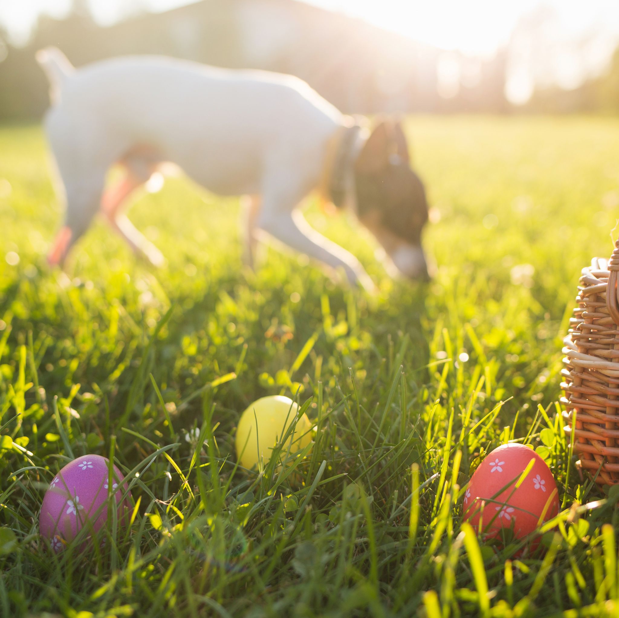 easter eggs in a basket on the grass on a sunny spring day close up running dog in the background