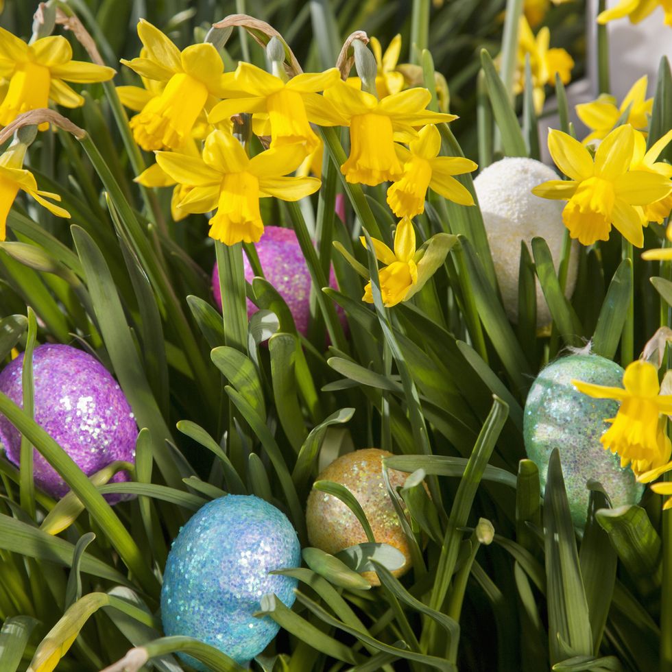 easter eggs hidden among small flowering daffodils