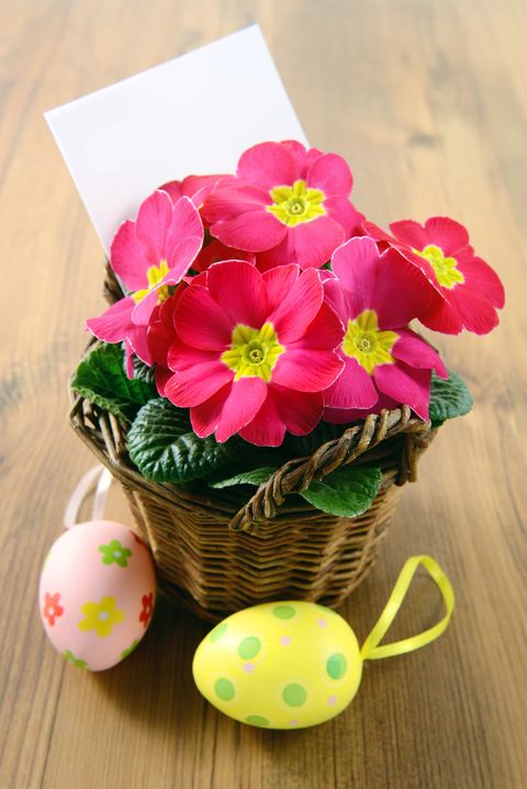 easter eggs in basket with primroses