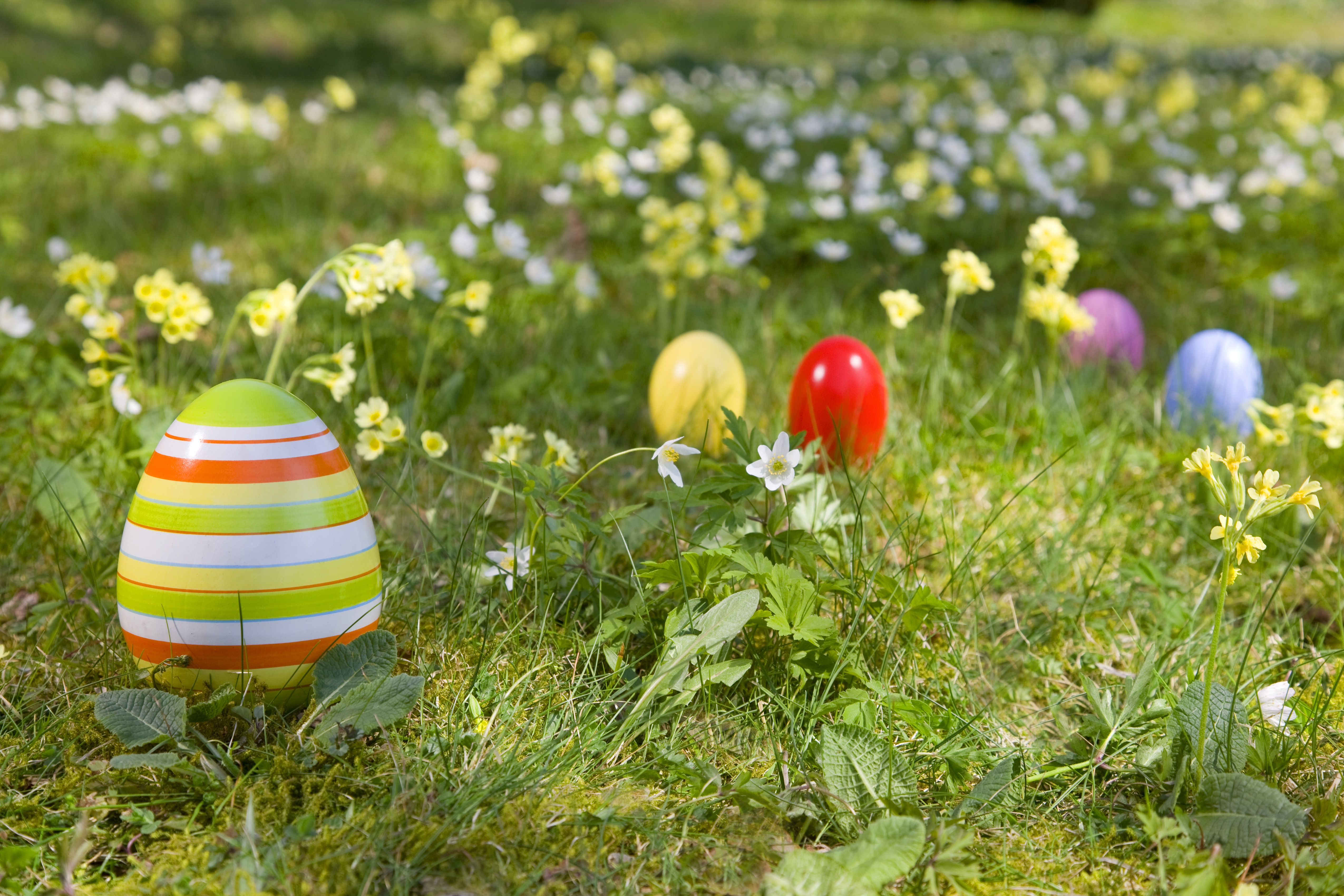 Easter eggs shop near me