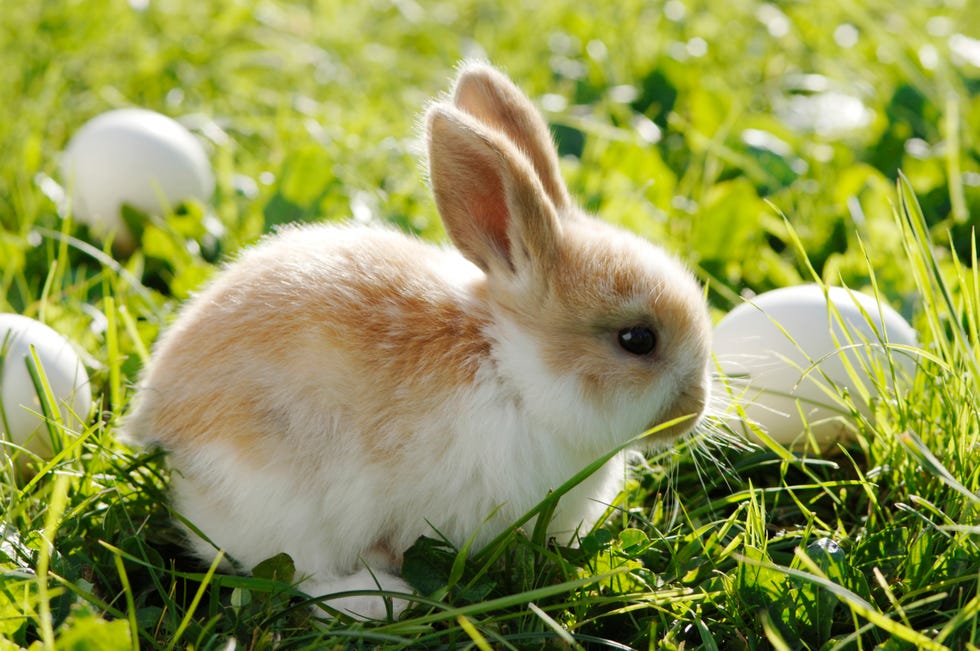Easter Facts Bunny Sitting In Grass with White Eggs