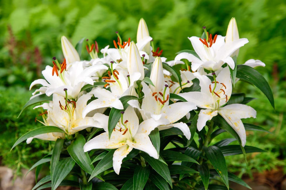 easter lilies in a spring garden