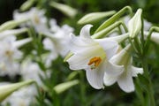 easter lily