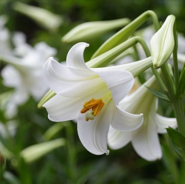 easter lily