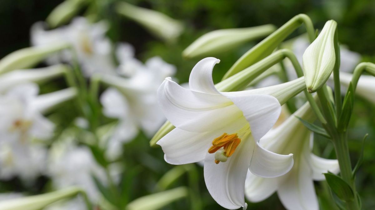 How to Take Care of Easter Lilly - Easter Lily Meaning