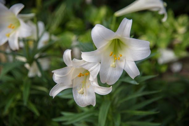 easter lilies images