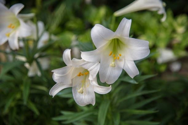 Easter Lily Care Tips - Growing Easter Lilies Indoors and Outdoors