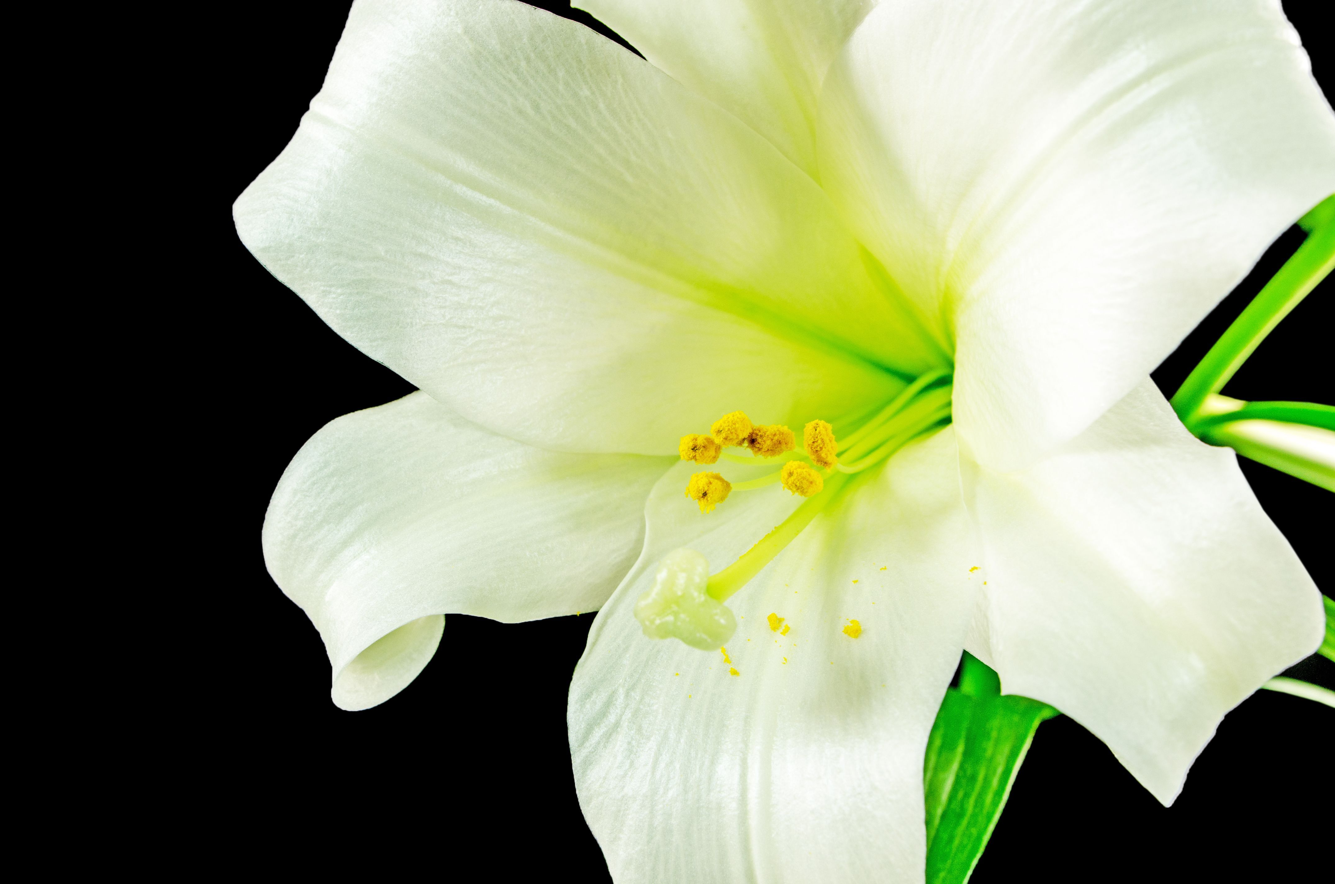 Yellow Easter Lily Meaning