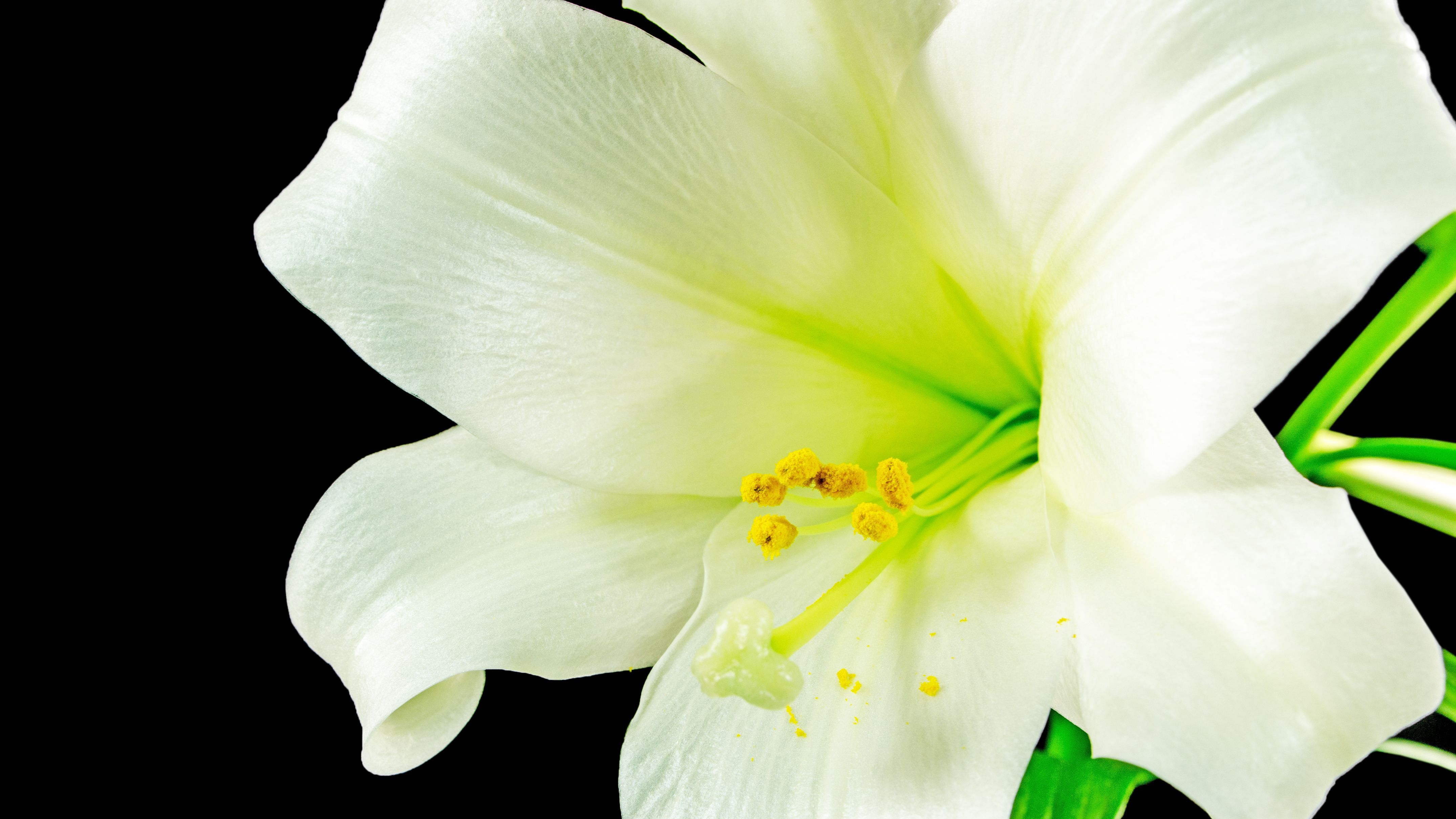 easter lily wallpaper