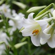 Easter lily ( Lilium longiflorum )