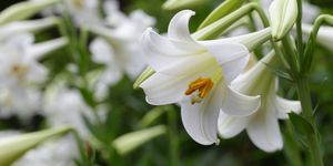 Easter lily ( Lilium longiflorum )