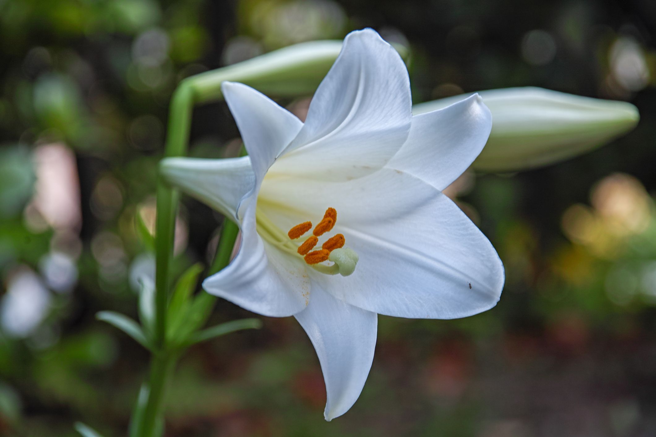 easter lilies images