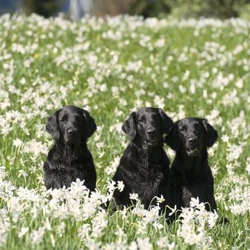 group of purebred dogs sitting together in the meadow full of daffodil flowers they are black flatcoated retrievers it is beautiful sunny day