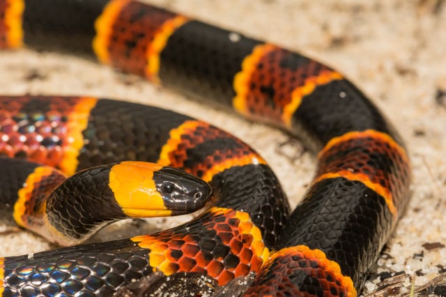 https://hips.hearstapps.com/hmg-prod/images/eastern-coral-snake-micrurus-fulvius-1525385861.jpg?crop=1.00xw:0.754xh;0,0.246xh&resize=640:*