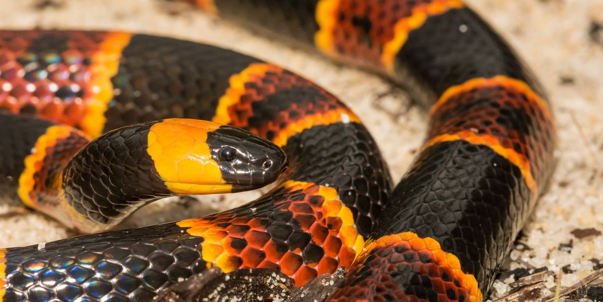 К чему снится змея которая нападает. Змея бойга мангровая. Желто черная змея. Жёлтая чёрная змея приснилась. Змеи в Мельбурне.