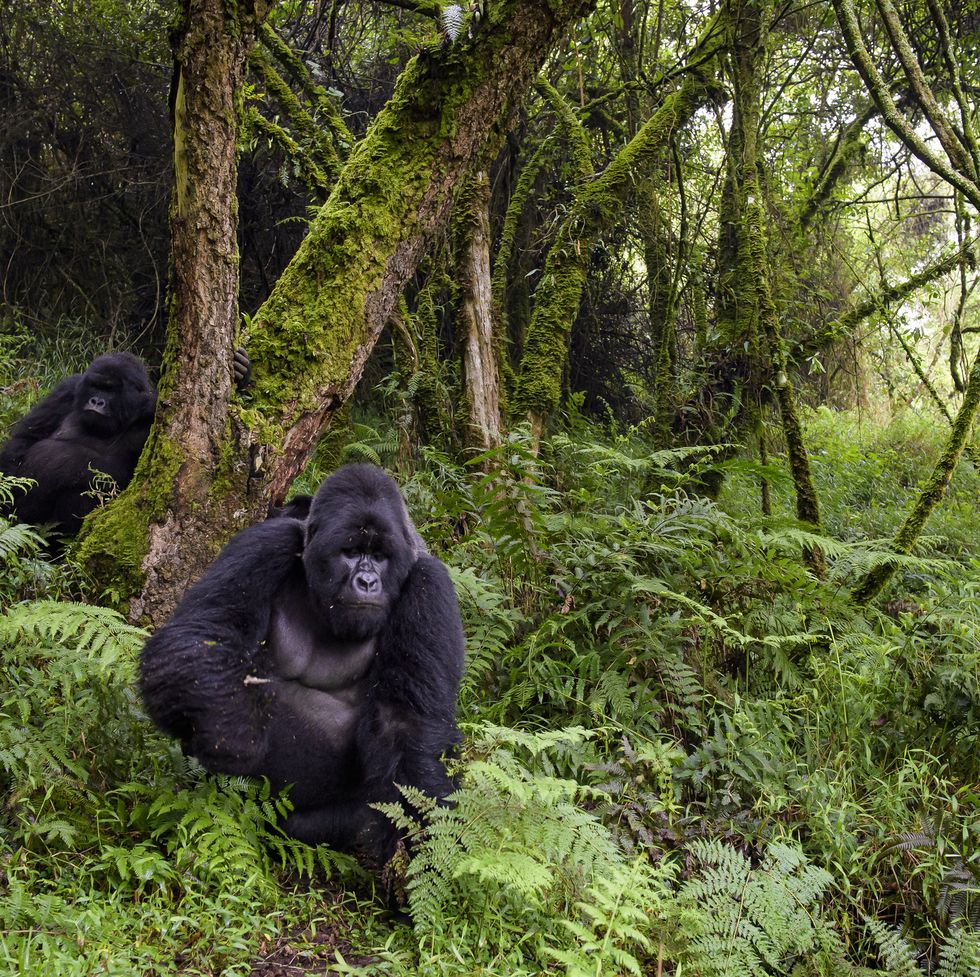 eastern gorilla gorilla beringei in mgahinga national park