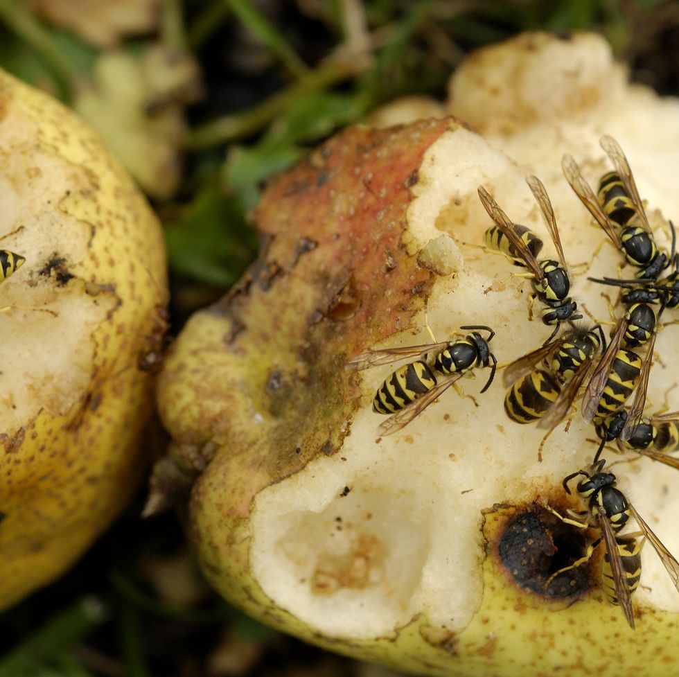 eastern yellow jacket wasps on decaying pears