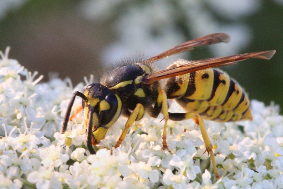 eastern yellowjacket wasp