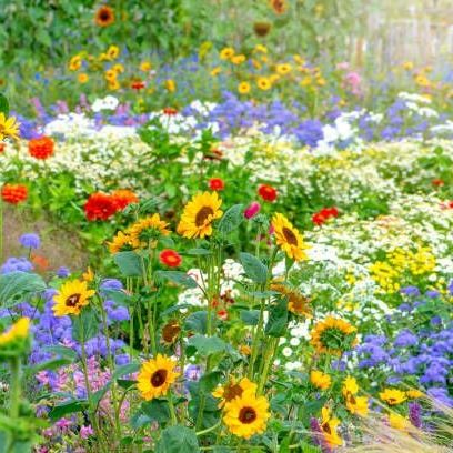 How to Grow an Easy Flower Garden from Seed - The Home Depot