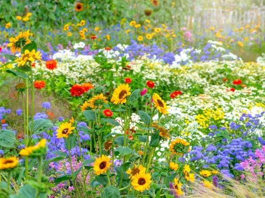 Edible Flower Garden Kit: 15 Plants