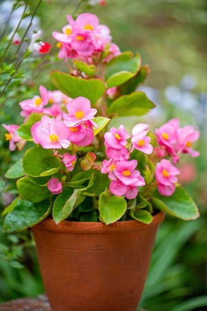 https://hips.hearstapps.com/hmg-prod/images/easy-flowers-to-grow-begonias-1653587114.jpeg