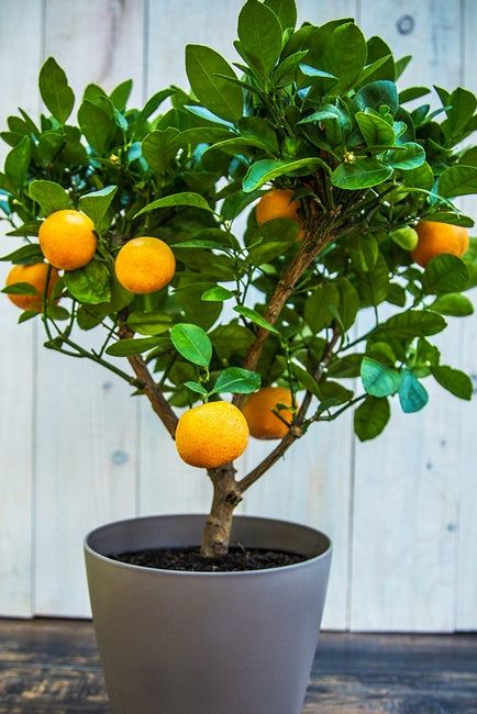 easypeel clementine tree